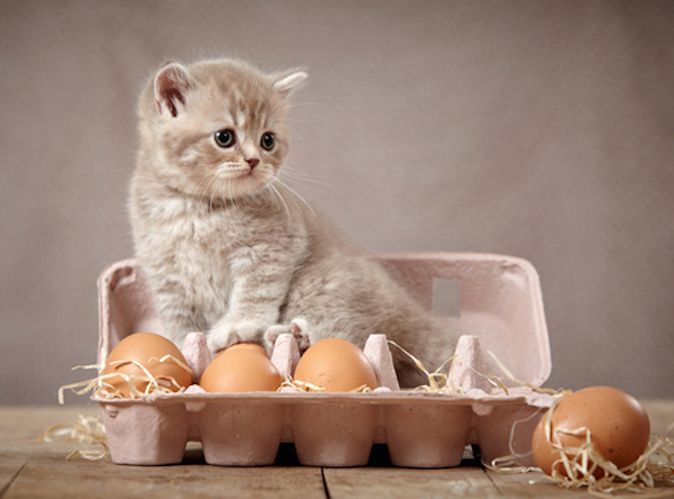 easter-cat-eggs